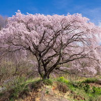 青空を背景に薄桃色で満開に咲く郡山市の枝垂桜の写真