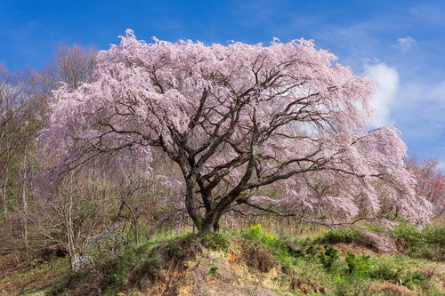 青空を背景に薄桃色で満開に咲く郡山市の枝垂桜
