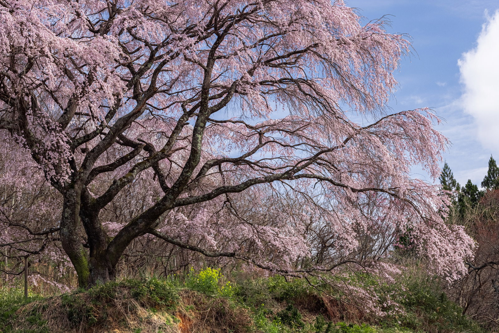満開に咲く枝垂桜。太い幹から横に広がった枝が、先端から優雅に垂れ下がっている