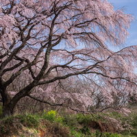 満開の枝垂桜、優雅に垂れ下がる表の桜、郡山市の一本桜の写真