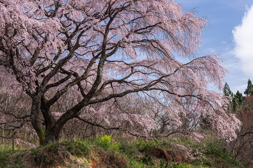 満開の枝垂桜、優雅に垂れ下がる表の桜、郡山市の一本桜