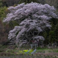 満開の子授け桜と朱い鳥居 郡山市大和田稲荷神社の春景色の写真