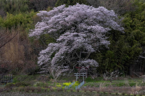 満開の子授け桜と朱い鳥居 郡山市大和田稲荷神社の春景色