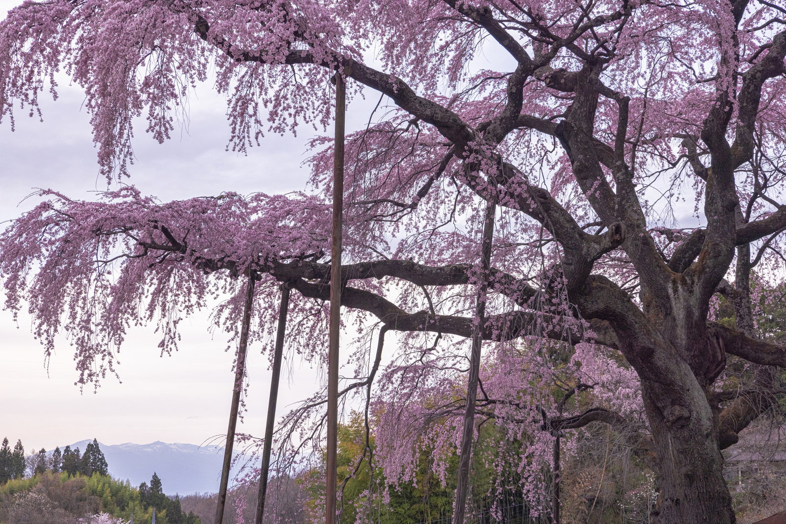 満開の紅枝垂地蔵桜を木製の支柱で支えている様子