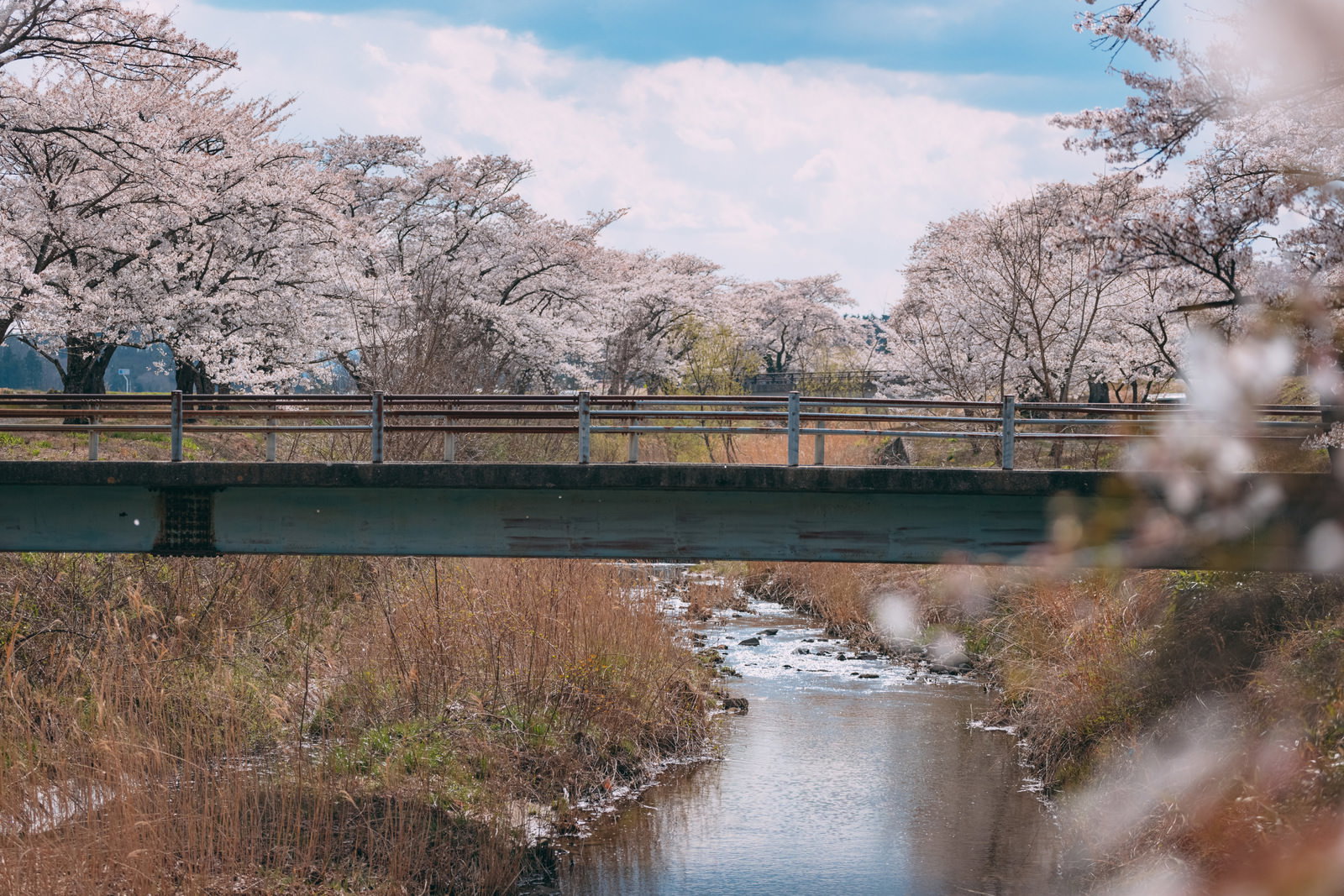 笹原川に架かる緑色の橋と満開の千本桜が美しく咲き誇る風景