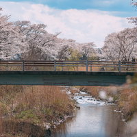 笹原川に架かる緑の橋と千本桜の満開風景を彩る春の花見スポットの写真