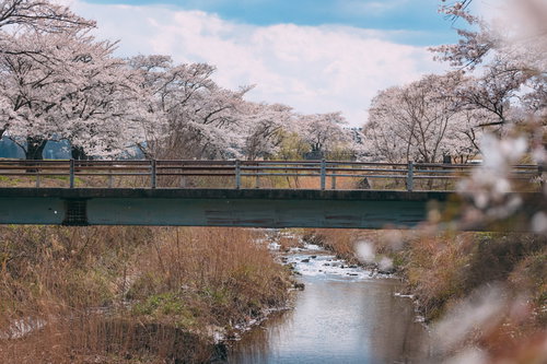 笹原川に架かる緑の橋と千本桜の満開風景を彩る春の花見スポット