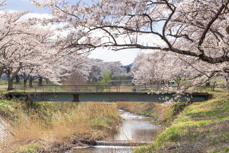 藤田川ふれあい桜並木の力強い太い幹と春の風情の写真素材 - フリー