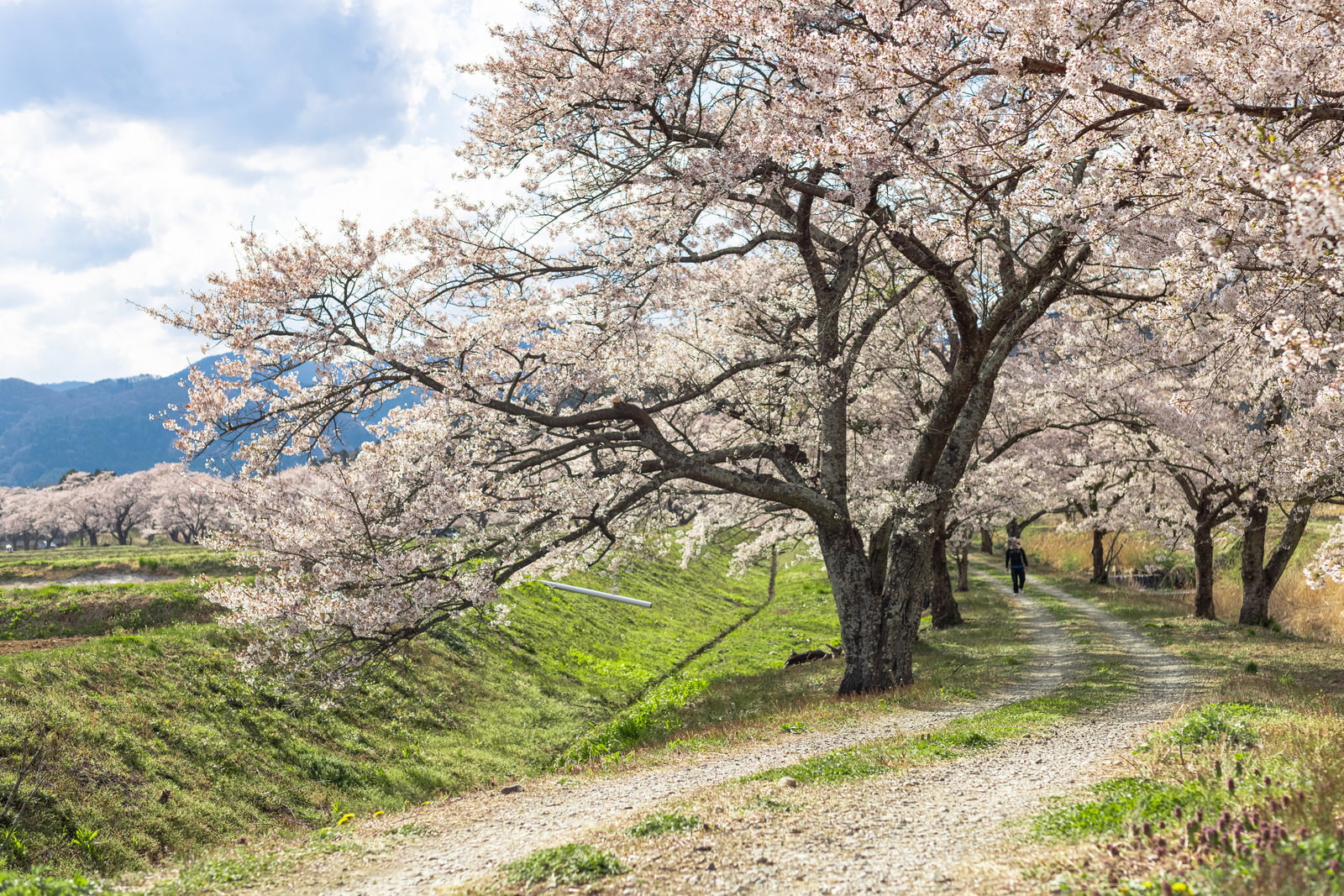 満開の桜並木が続く笹原川千本桜への道、遠くに山並みが見える春の風景