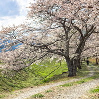 笹原川の千本桜へ向かう満開の桜並木の道、福島県郡山市の写真
