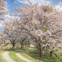 満開の桜並木のトンネルを抜ける道（笹原川千本桜）の写真