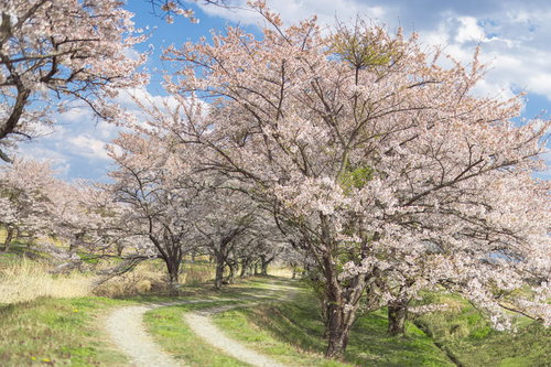 満開の桜並木のトンネルを抜ける道（笹原川千本桜）