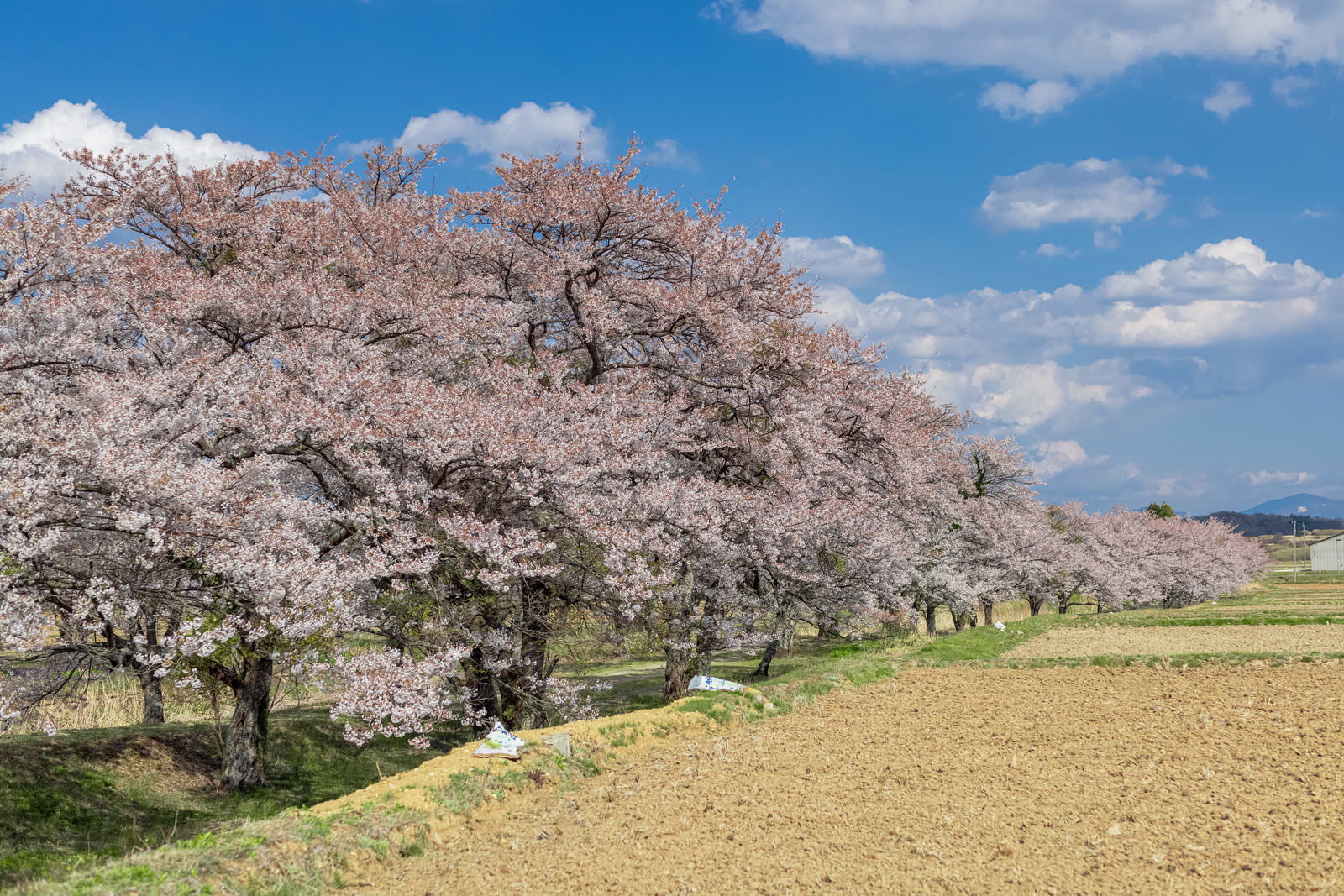 田んぼ沿いに満開の桜が一列に並ぶ笹原川千本桜の風景