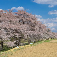 田んぼ沿いの桜並木、笹原川千本桜の満開風景の写真
