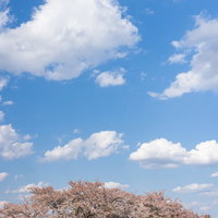 青空に浮かぶ雲と満開の笹原川千本桜の写真
