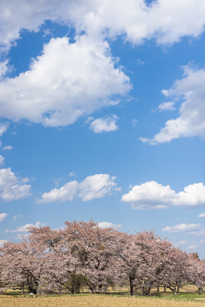 青空と白い雲の下に満開の桜並木が連なる笹原川千本桜