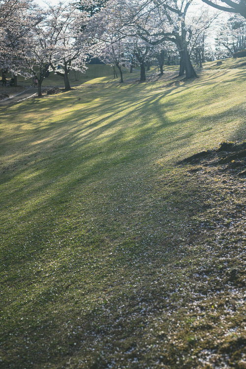 逢瀬公園の桜並木に長く伸びる影、春の日差しが作る樹木の影