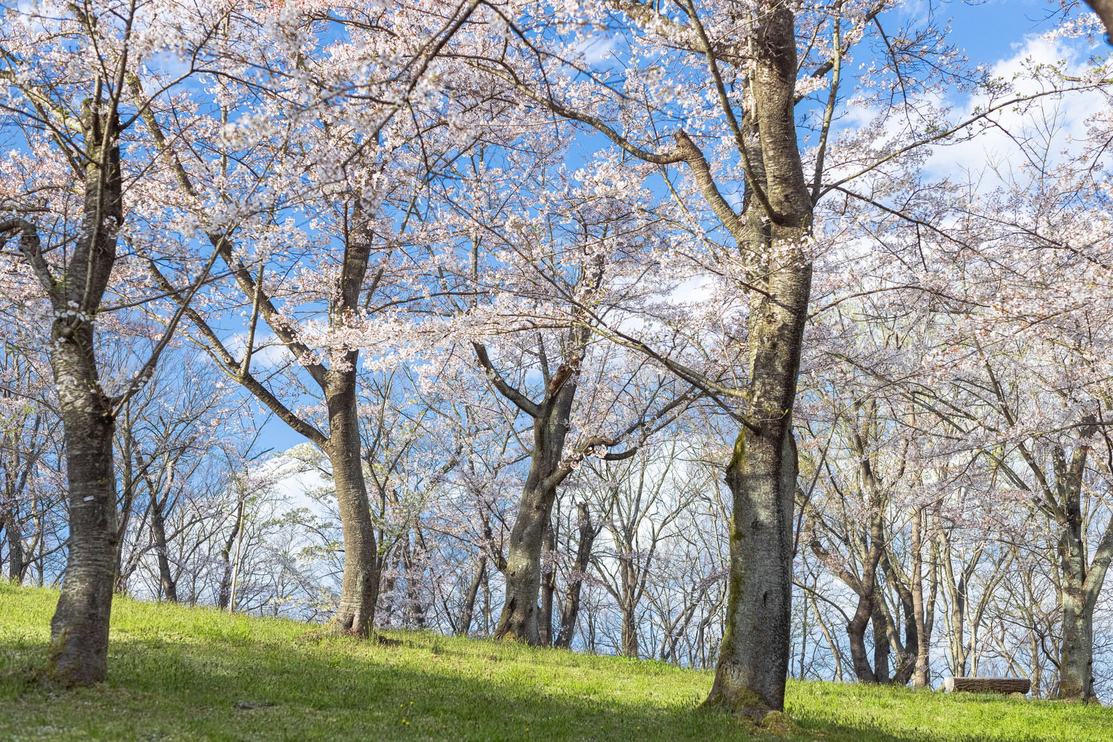 青空をバックに満開の桜が咲く公園の芝生広場