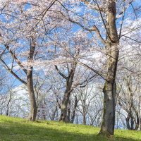 郡山市の逢瀬公園で満開に咲く桜並木と春の風景の写真