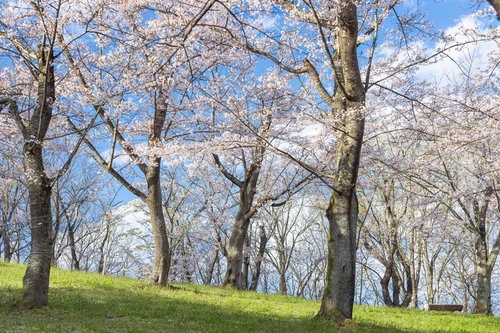 郡山市の逢瀬公園で満開に咲く桜並木と春の風景