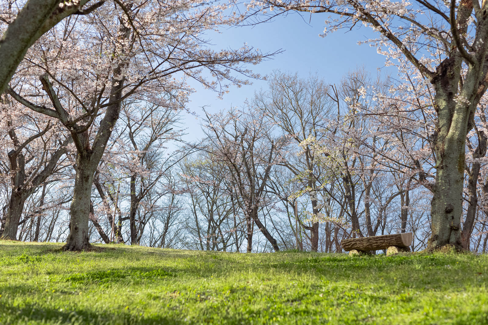 満開の桜の下で緑の芝生に置かれた木製のベンチ