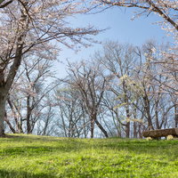満開の桜の下で広がる緑の芝生とベンチ、春の公園風景の写真