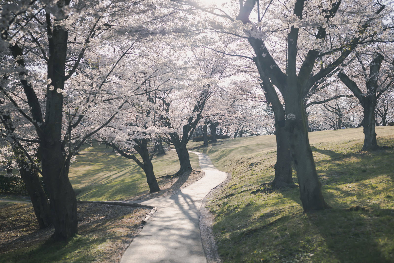 逢瀬公園で満開の桜に囲まれた散策路を歩く