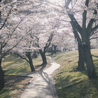 満開の桜が咲く散策路（逢瀬公園）の写真