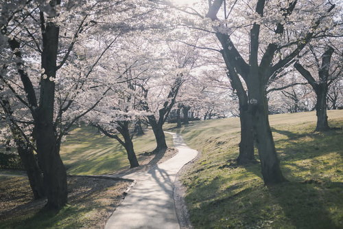 満開の桜が咲く散策路（逢瀬公園）