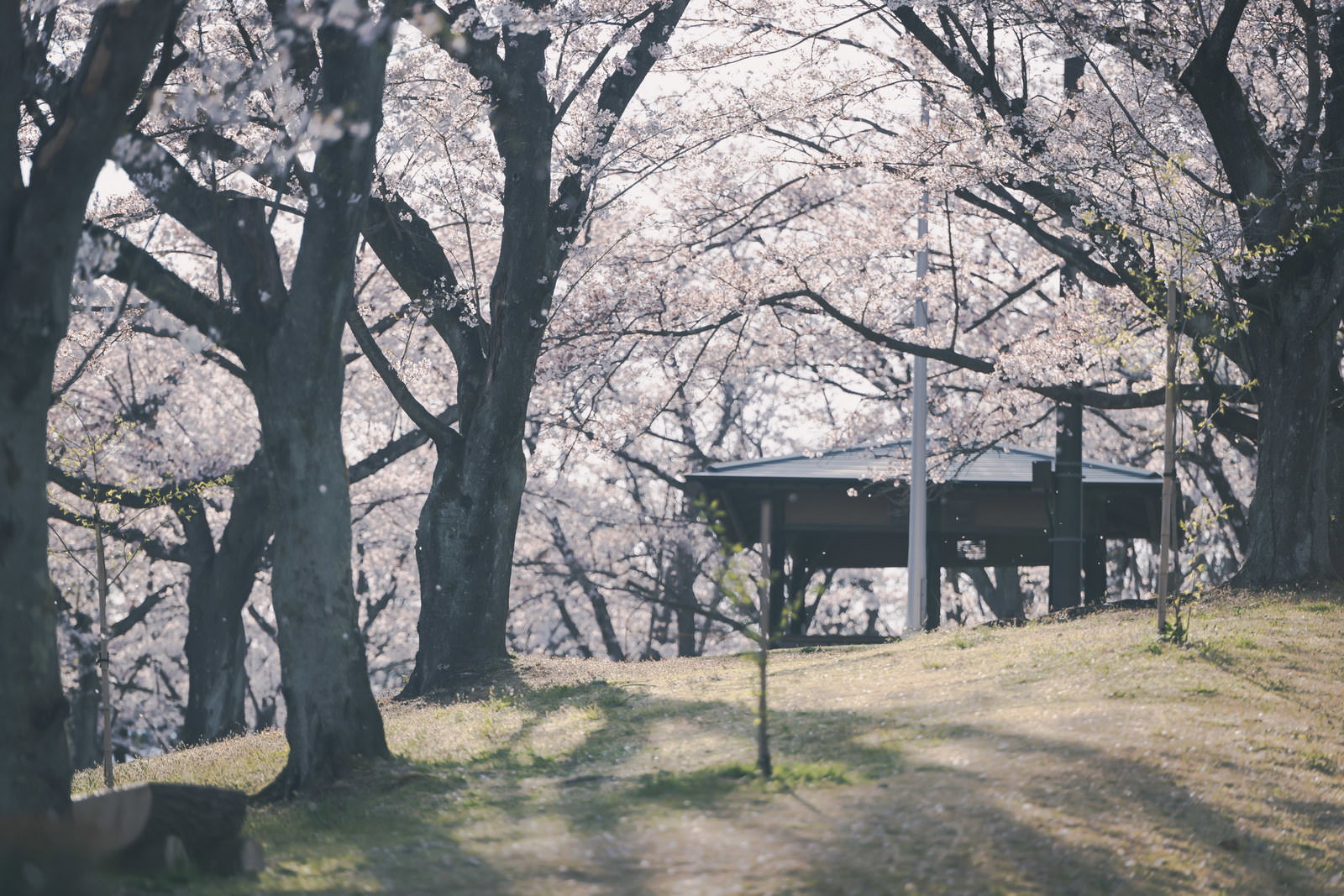 逢瀬公園の満開の桜と散る花びら