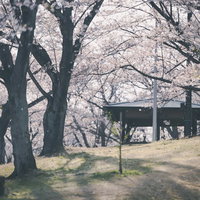 逢瀬公園に満開で散る桜、樹齢の古い大きな桜の木の写真