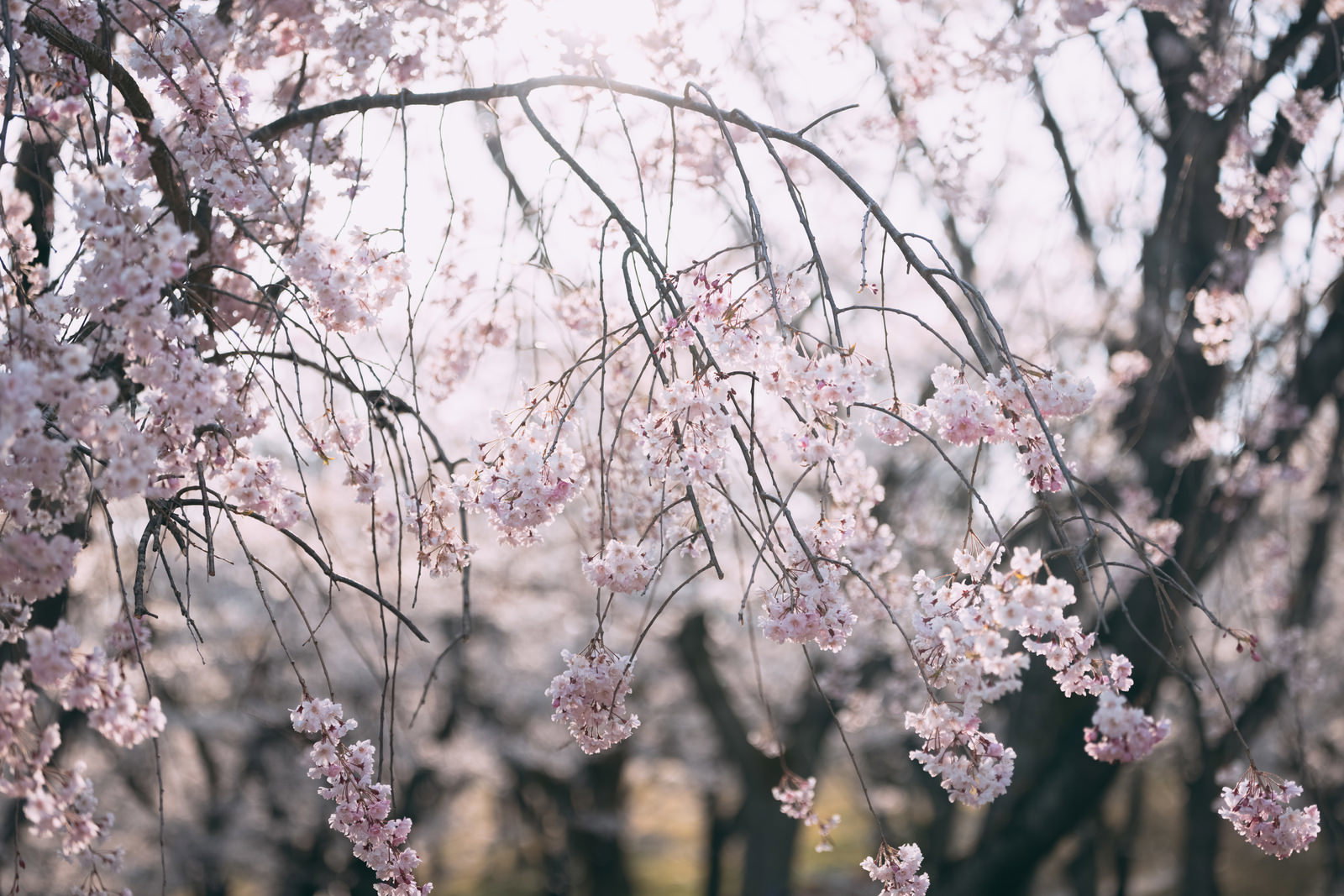 逢瀬公園のしだれ桜と薄ピンクの花