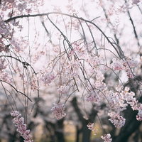 逢瀬公園のしだれ桜と春の光の写真