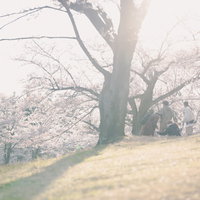 逢瀬公園の満開の桜、大木の下で花見客が集う春景色の写真