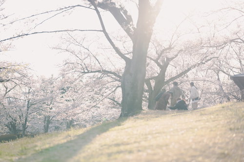 逢瀬公園の満開の桜、大木の下で花見客が集う春景色