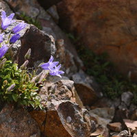 日本百名山・斜里岳の岩場に咲くエゾイワギキョウの花の写真