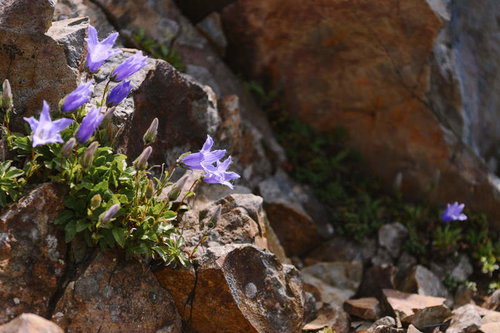 日本百名山・斜里岳の岩場に咲くエゾイワギキョウの花