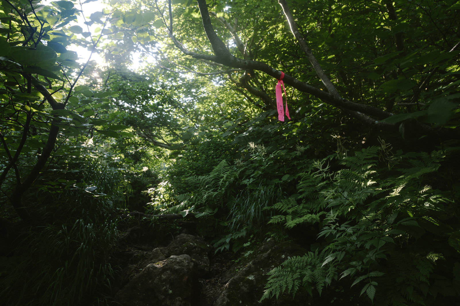 緑深い森の中で木の枝に結ばれた鮮やかなピンク色の登山道テープ