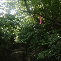 森の中のピンクテープ、斜里岳の登山道の目印の写真