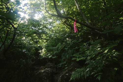 森の中のピンクテープ、斜里岳の登山道の目印