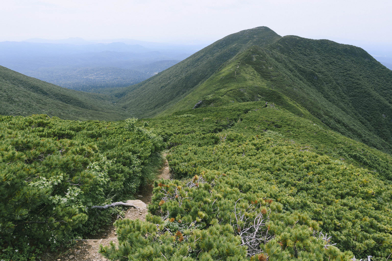 熊見峠から斜里岳へ続く緑豊かな稜線の登山道を歩くハイカーたち