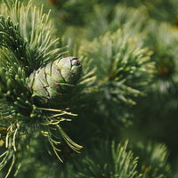 日本百名山・斜里岳に自生する青々しいハイマツの実の写真