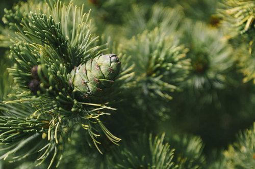 日本百名山・斜里岳に自生する青々しいハイマツの実