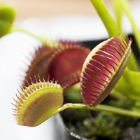 獲物を狙う食虫植物ハエトリソウの写真