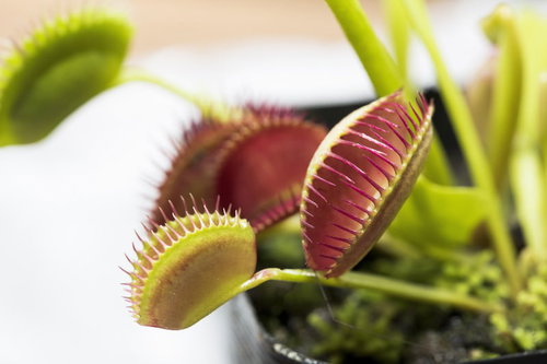 獲物を狙う食虫植物ハエトリソウの開いた罠