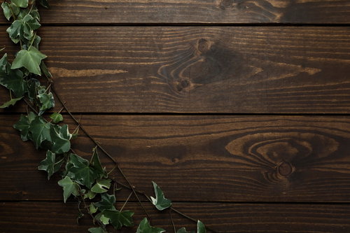 ダークブラウンの木目テーブルに這う緑の蔦