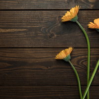 木目テーブルに並べたオレンジ色のガーベラ三本の写真