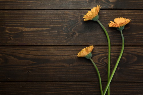 木目テーブルに並べたオレンジ色のガーベラ三本