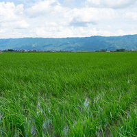 初夏の水田に広がる緑の稲と遠景の山並み、農家の営農風景の写真