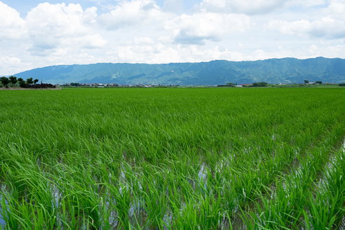初夏の水田に広がる緑の稲と遠景の山並み、農家の営農風景